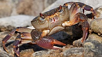 Chov krabů Potamon potamios