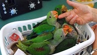 Ruční dokrmování papoušků – odstav mláďat