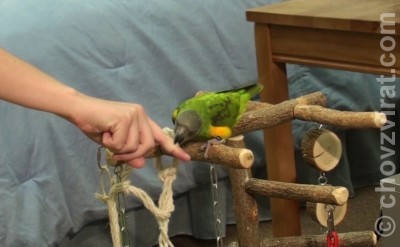 Štípnutí papouška senegalského