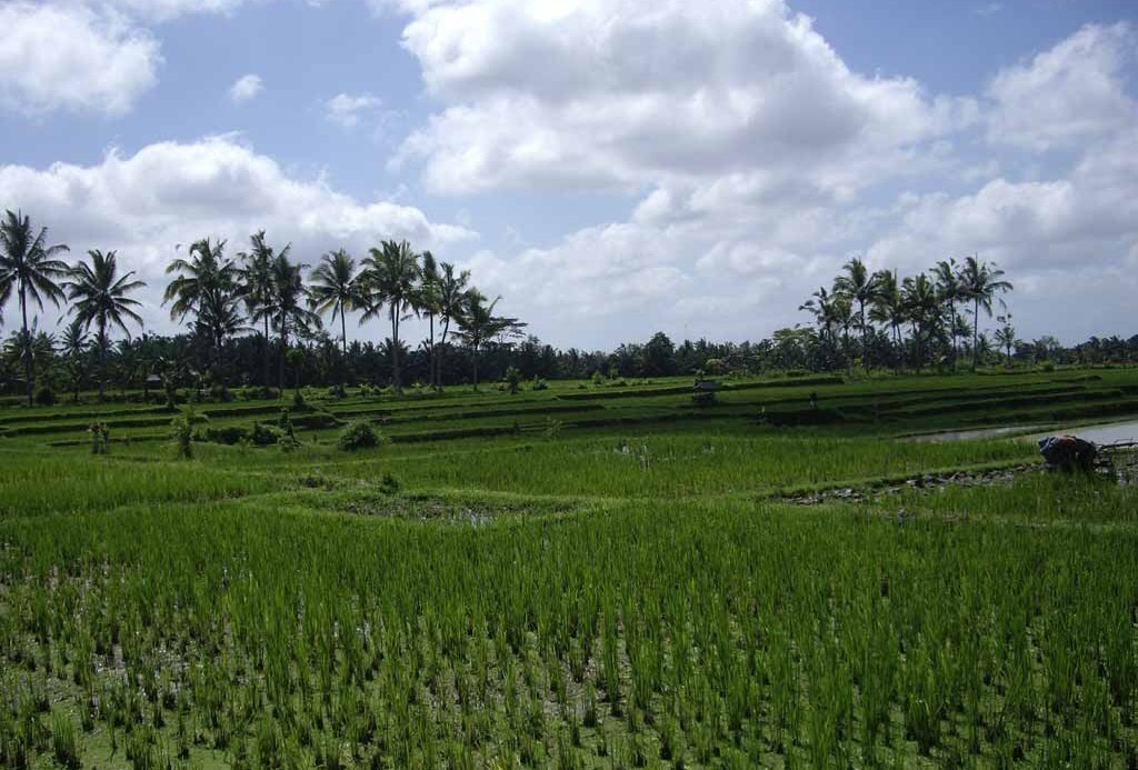 Rýžová plantáž v Indonésii