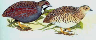 Kresba páru křepelek čínských přírodního zbarvení (samec vlevo)