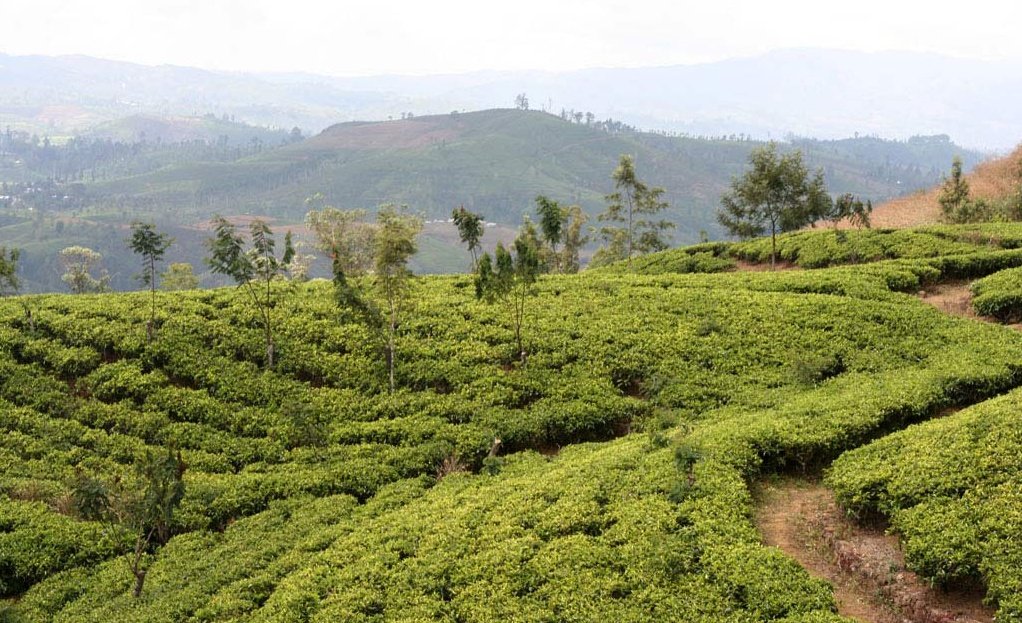Čajové plantáže na Srí Lance křepelky lákají