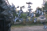 Závody holubů
