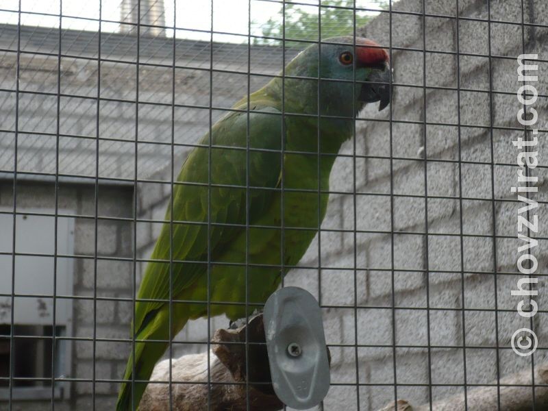 Amazona festiva Ptačí park Veldhoven Papoušci Fotogalerie