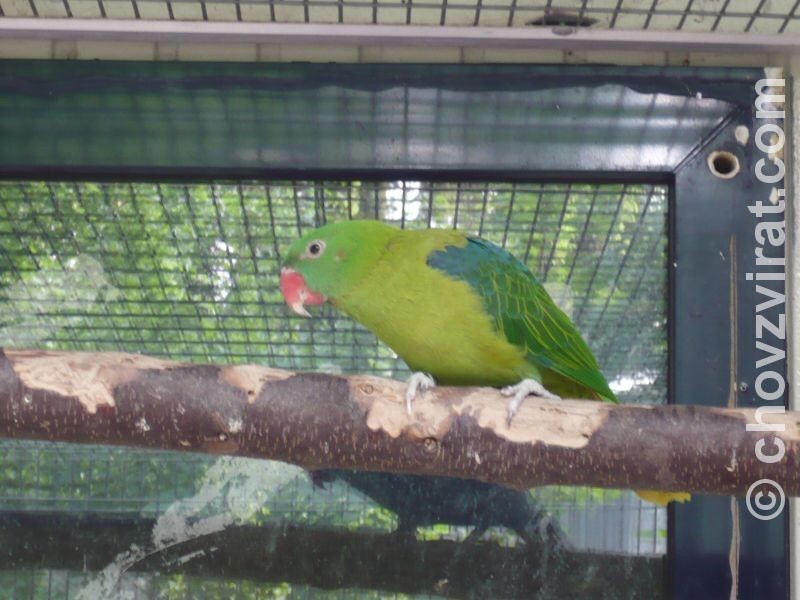 Tanygnathus sumatranus Ptačí park Veldhoven Papoušci Fotogalerie