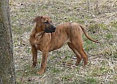 Kanárská doga - Perro de presa canario