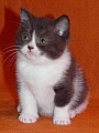 Britské bicolor koťátko bez PP - kocourek 