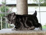 Britská mramorovaná koťátka s průkazem původu