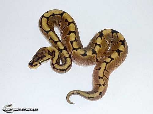 Python regius - SPIDER NZ 9/13
