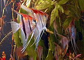 Akvarijní ryby a rostliny