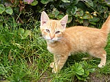 Lovci myší - kočka a koucour (koťata)