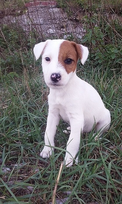 Jack-Parson Russell bez PP