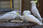 kakadu bílý