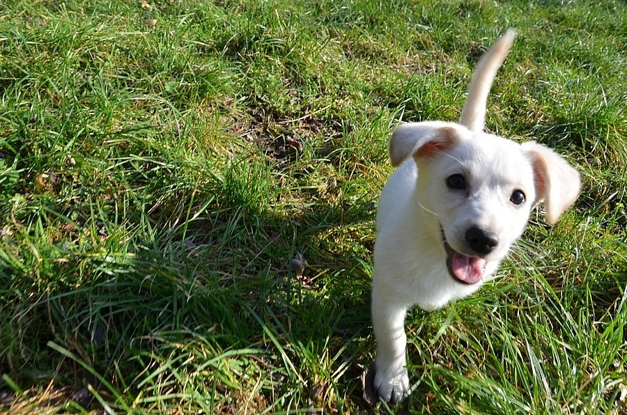 Ellie - šteniatko sučky - Celá ČR, Prodám | ChovZvířat.cz
