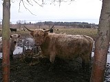 Prodám krávy Highland,Galloway
