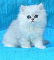Prodám perská stříbřitá koťata