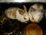Prodej dvou zakrslých králíčků