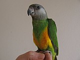 Papoušek senegalský - prodej