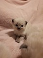 mužské a ženské ragdoll koťata