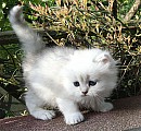 Perská koťata na prodej cream a krém