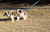 Two Top Class Saint Bernard Puppies Available