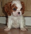 Cavalier King Charles Puppy!