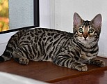 Bengálská kočka-koťátka se slevou