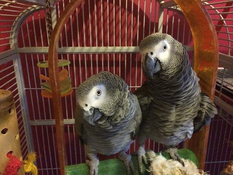 Žako kongo - Mladočov (Svitavy), Prodám | ChovZvířat.cz