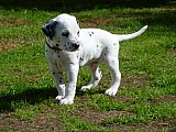 dalmatin štěně