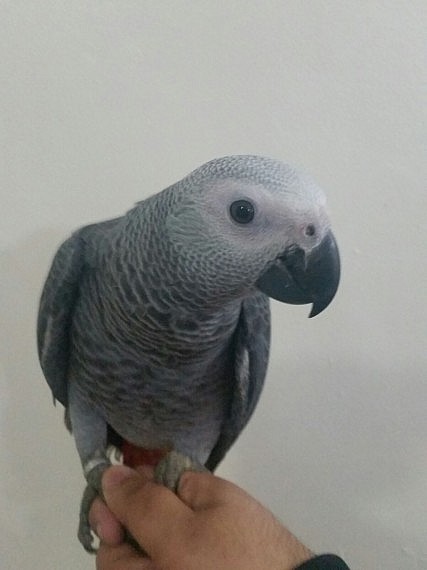 africký šedý papoušek