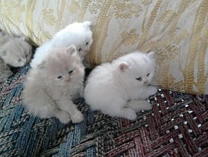 Perská koťata připraveni jít