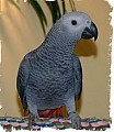 Zdravý africký šedý papoušek