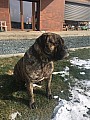 Stenatka Bullmastiff s PP