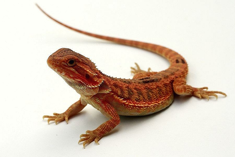 agama-vousat-ml-ata-red-orange-litom-ice-m-sto-litom-ice