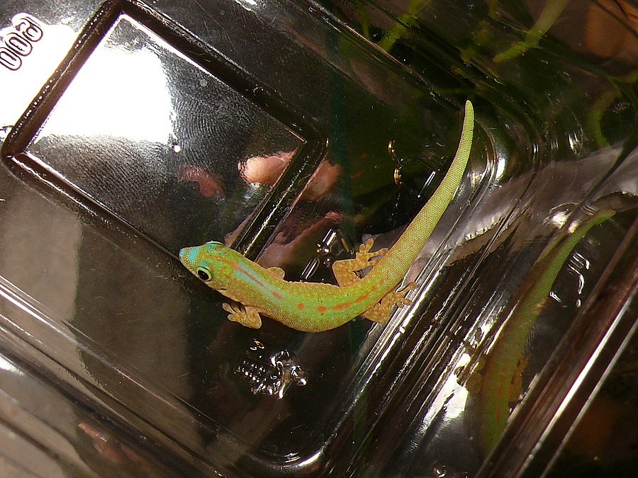 Phelsuma robertmertensi 0,7 Střížkov (Benešov), Prodám ChovZvířat.cz