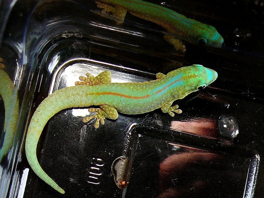 Phelsuma robertmertensi 0,7 Střížkov (Benešov), Prodám ChovZvířat.cz