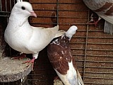 Prodám holubi Arabský bublák