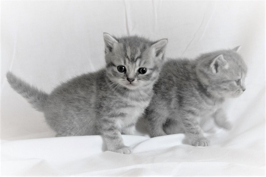 Britská koťata s PP stříbrná tečkovaná, bikolor