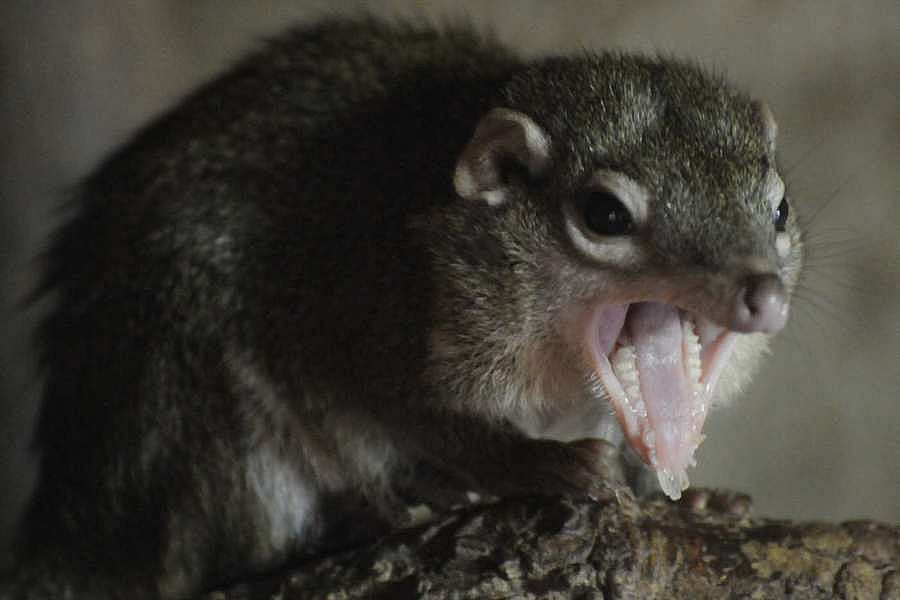 Tana severní (Tupaia belangeri) Celá ČR, Prodám ChovZvířat.cz