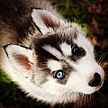 Sibiřský husky (hasky)-puppy