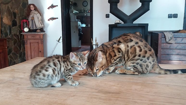 bengálská leopardí koťata