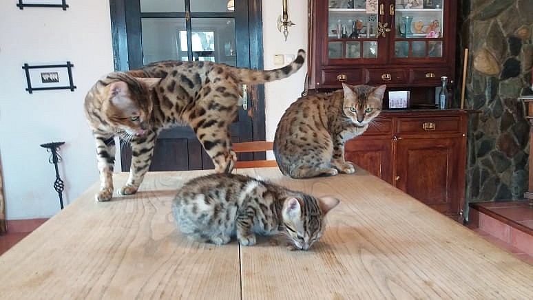 bengálská leopardí koťata