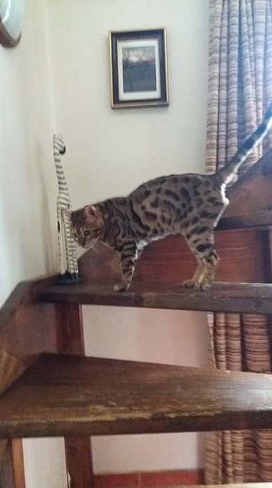 bengálský leopardí kocour na krytí.