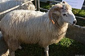 Valašská ovce - Beran