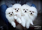 Německý špic trpasličí, Pomeranian