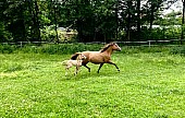 Quarter horse hříbě - kobylka