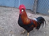 Kohouti vlašky