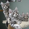 3 Mainská mývalí koťata na prodej