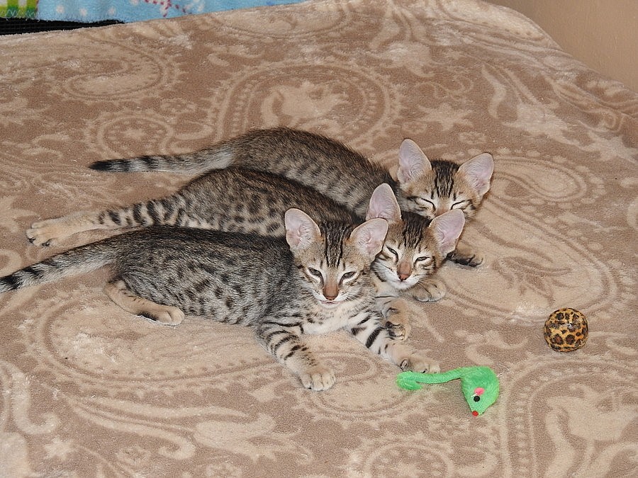 Savannah koťata F6 SBT 2 kocourci a 1 kočička s PP