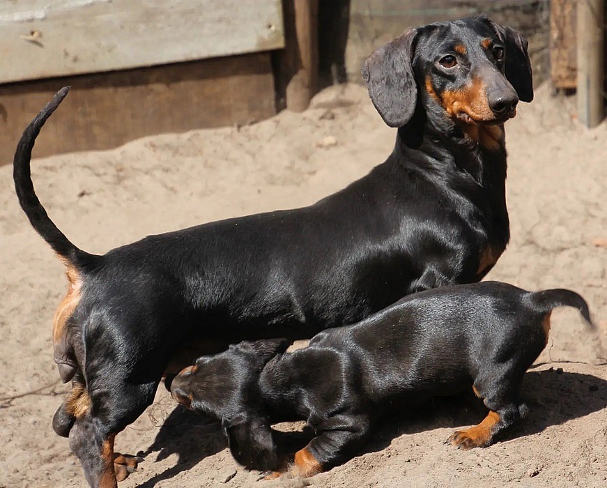 Jezevčík hladkosrstý trpasličí s PP - Božtěšice (Ústí nad Labem ...